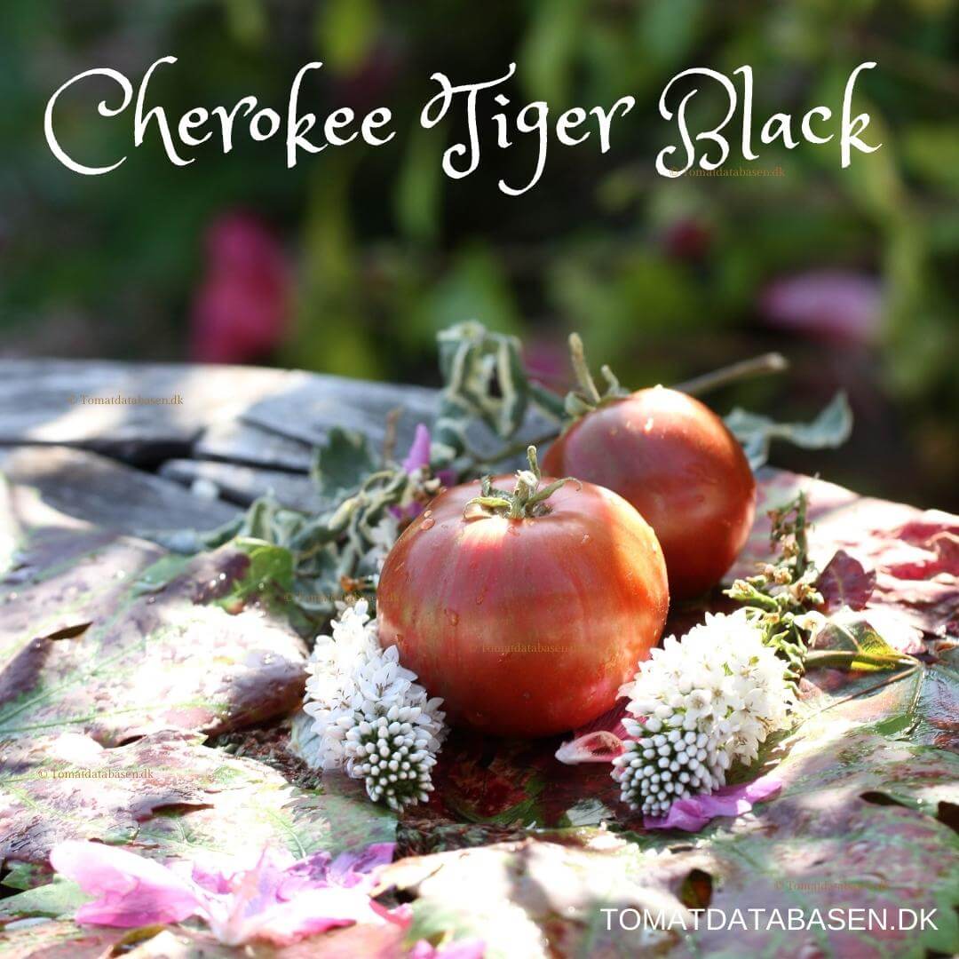 Cherokee Tiger Black Dwarf